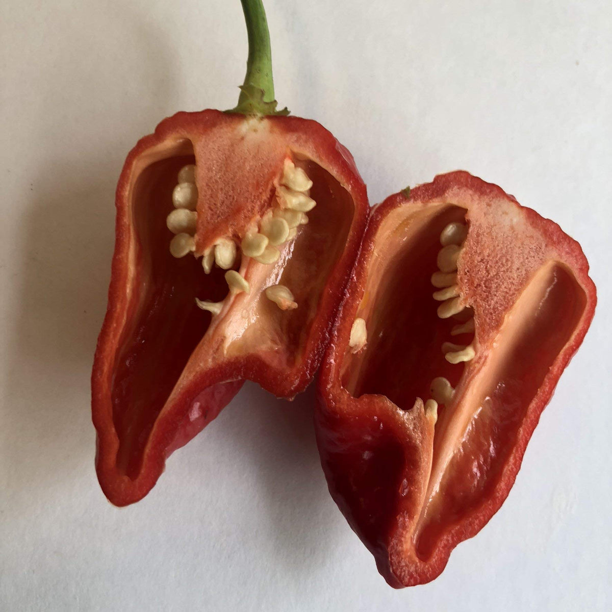 Katie Chile Capsicum Chinense seeds