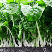 Swiss Chard Fordhook Seeds (Beta vulgaris) for colorful blooms in the kitchen garden and container planting