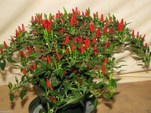 Thai Pepper Seeds (Capsicum annuum) for growers stocking the spicy backyard gardening and indoor chili pot cultivation