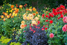 House Garden-Mary Seeds valued for natural Growth, Multi-Color Italian Imported - Seeds