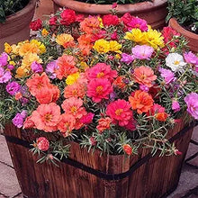 Moss Rose Mixed Seeds (Portulaca grandiflora) for a bright addition to the Flower Bed & Garden