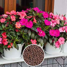 Impatiens Impreza Red Seeds for growers filling out the Bold Shade Garden Flowers