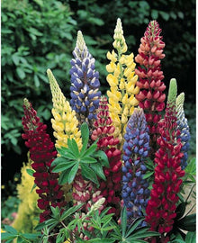 Rainbow Lupine Seeds for growers filling out the Home Garden Planting