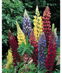 Washington Lupine Lupinus Polyphyllus flower Seeds for a lasting display in the home garden and pollinator-friendly spaces