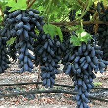 Finger Grape Seeds (Vitis vinifera) for sweet homegrown fruit in the Garden & Vegetable Patch