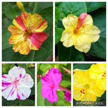Four o'clock flower Seeds (Mirabilis jalapa) for colorful blooms in the home garden beds or balcony planters