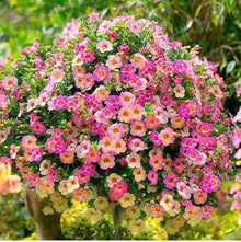 Petunia flower Petunia hybrida Ramblin Red trailing seeds for planting in balcony hanging baskets or outdoor containers