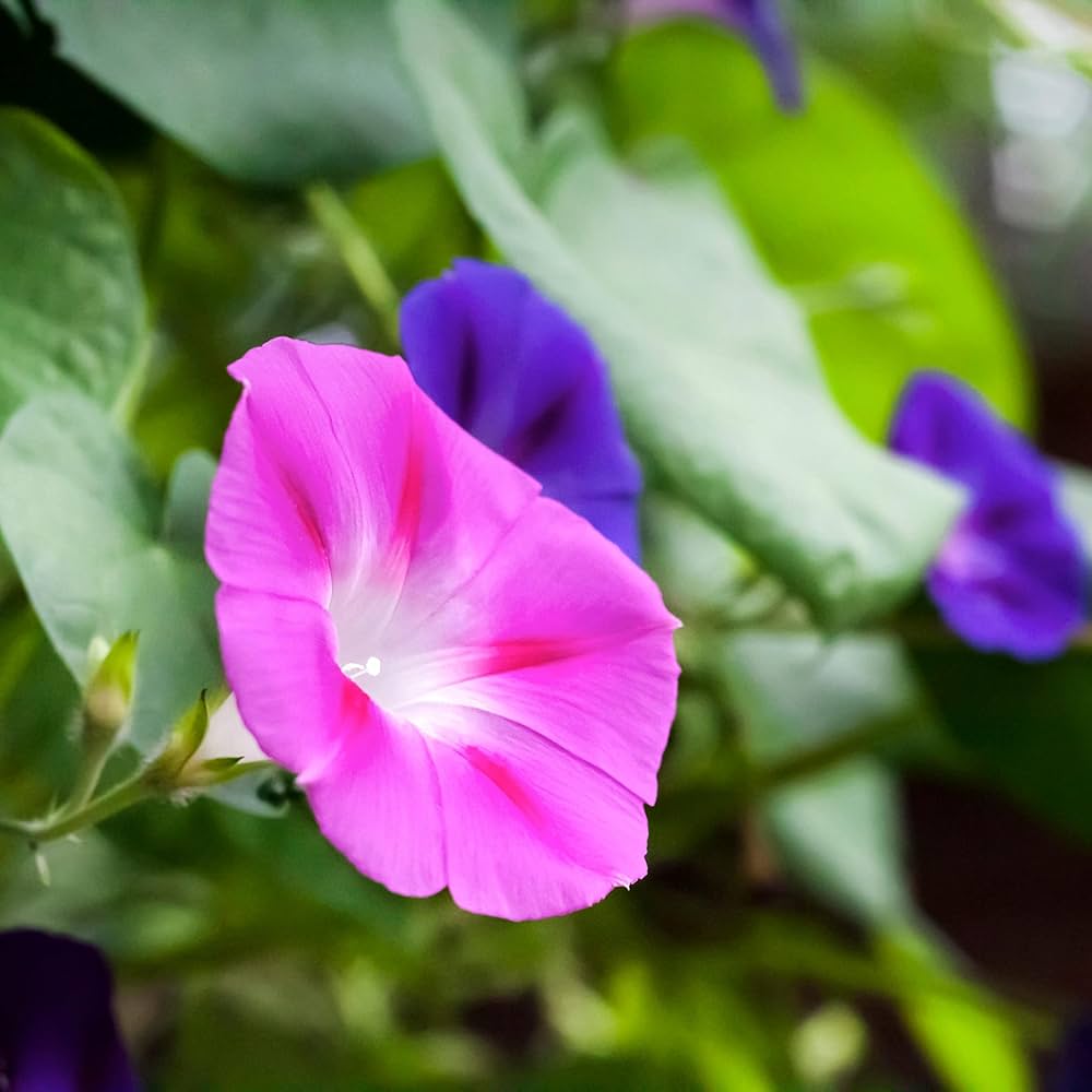 Petunia Flower ��������� Petunia spp. ��������� for mixed color garden planting