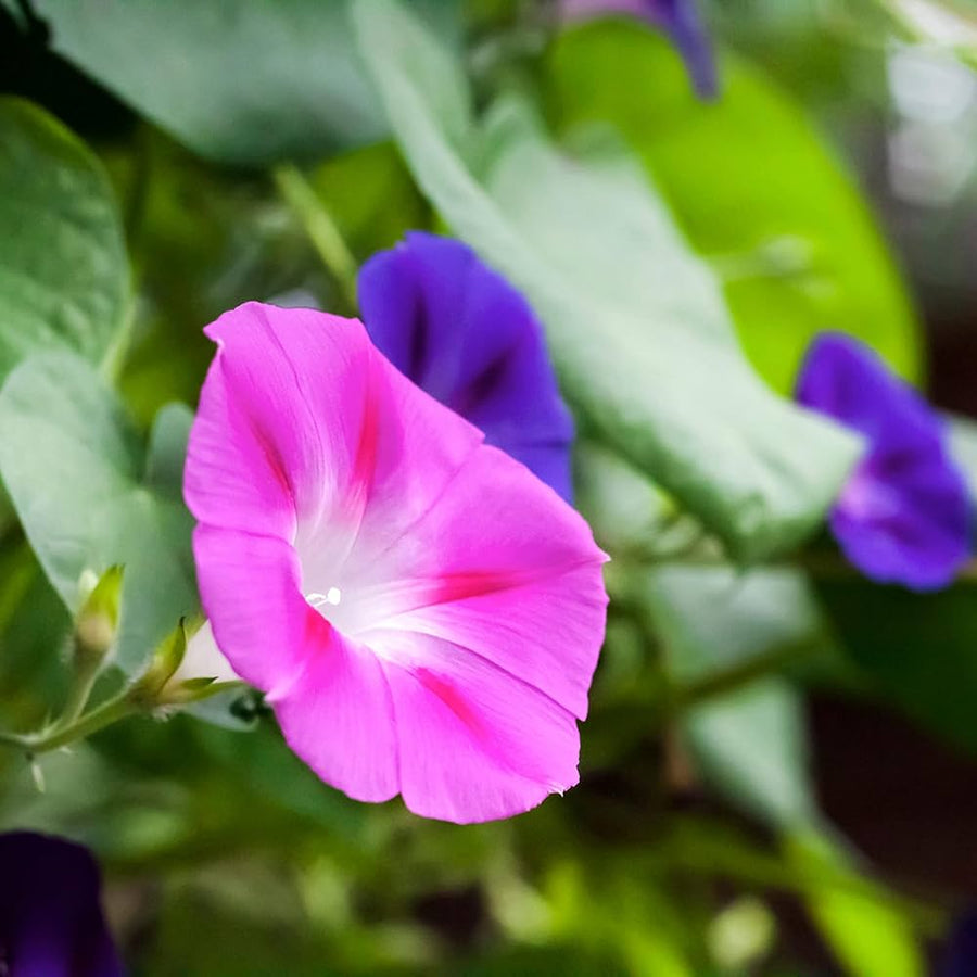 Petunia Flower ��������� Petunia spp. ��������� for mixed color garden planting
