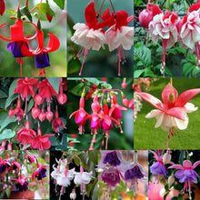 Fuchsia Seeds (Fuchsia hybrida) for a lasting display in the hanging baskets and patio garden planting
