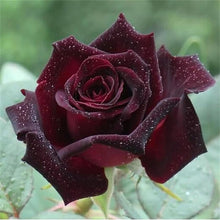 Chocolate Rose Rare Perennial Seeds for growers seeking a long-blooming display