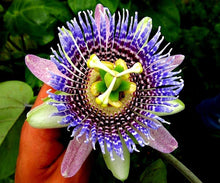 Passion Seeds (Passiflora edulis) for growers planting the vertical garden and trellises