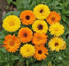 Calendula Seeds for seasonal color across the Flower Bed & Vegetable Patch