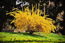 Forsythia Suspensa Weeping Forsythia Yellow Seeds for a colorful addition to any planting