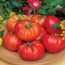Tomato Solanum Lycopersicum Marmande Paris Beefsteak Seeds valued by growers for large Sandwiches