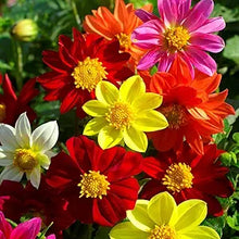 Dahlia Dahlia pinnata Mignon Mix flower seeds for planting in home garden or flower bed borders - for planting in home garden