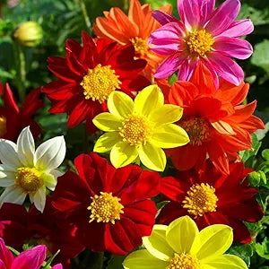 Dahlia Dahlia pinnata Mignon Mix flower seeds for planting in home garden or flower bed borders - for planting in home garden