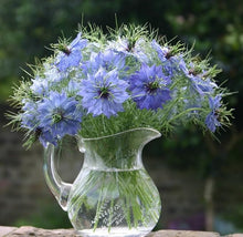 Nigella Damascena "L'amore in una Nebbia" Seeds for reliable seasonal color