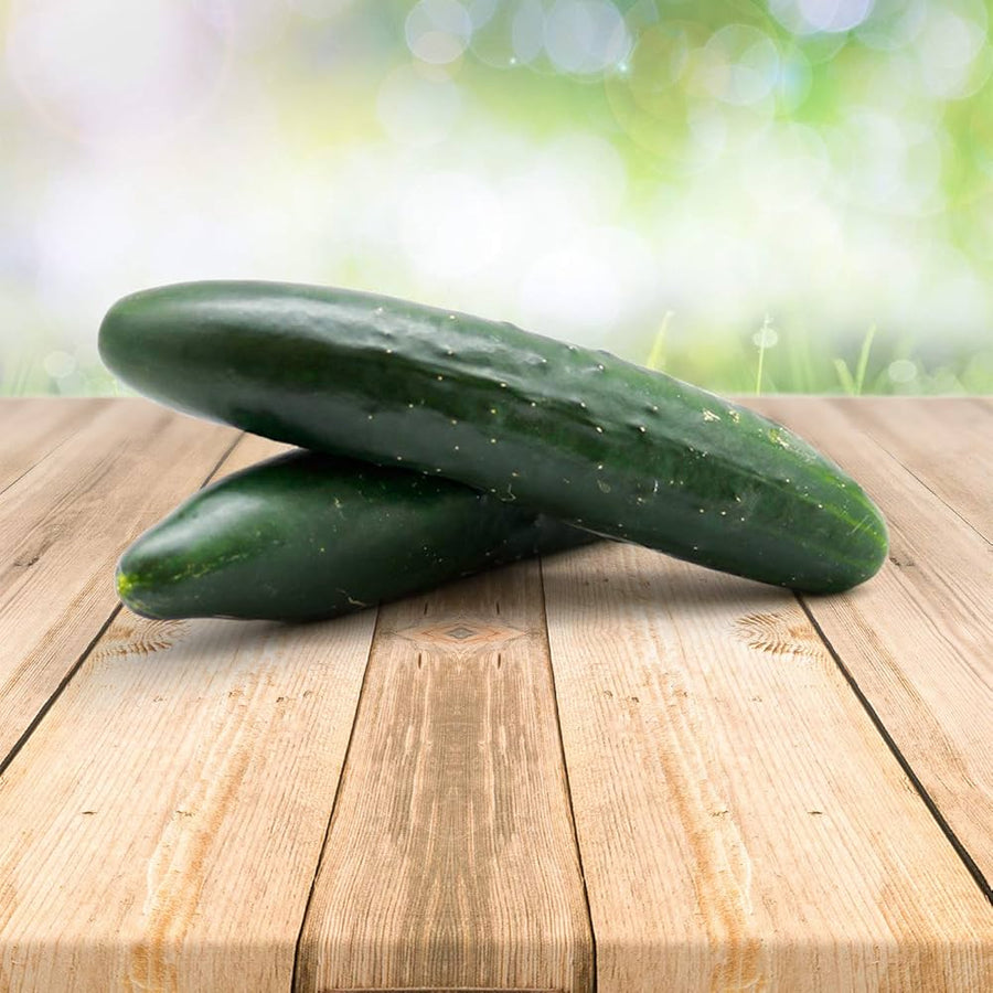 Burpless (cucumber Cucumis sativus vegetable) for planting in garden