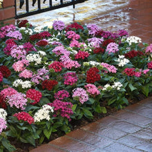 Pentas flower Seeds (Pentas lanceolata) for a lasting display in the sunny garden beds