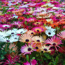 Livingstone Daisy Mixed Seeds for growers seeking a long-blooming display