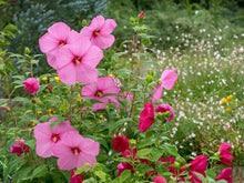 Heirloom Non-GMO Dark & Hellrosa Swamp Mallow Seeds prized for beautiful Wetland Flower Displays
