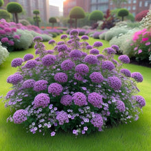 Lilac Lace Mix Alyssum Lobularia maritima Seeds for planting in flower bed