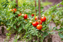 Lake Tomato Seeds (Solanum lycopersicum) for a fresh homegrown crop from the Home Gardens