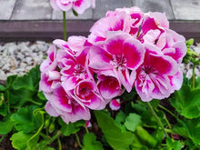 Mixed Geranium Seeds (Pelargonium spp.) for growers filling out the Flower Bed