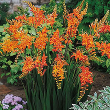 Crocosmia Montbretia Seeds (Crocosmia spp.) for a lasting display in the borders and perennial gardens