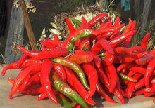 Aji Cacho de Cabra Pepper Seeds (Capsicum chinense) for a fresh homegrown crop from the Vegetable Patch & Garden