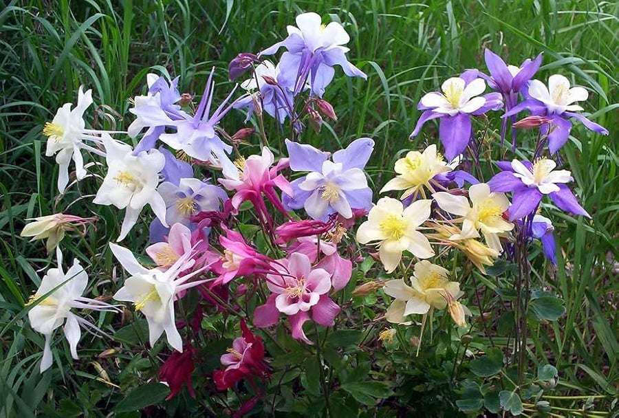 Aquilegia Viridiflora ��������� Aquilegia viridiflora ��������� for mixed color garden planting