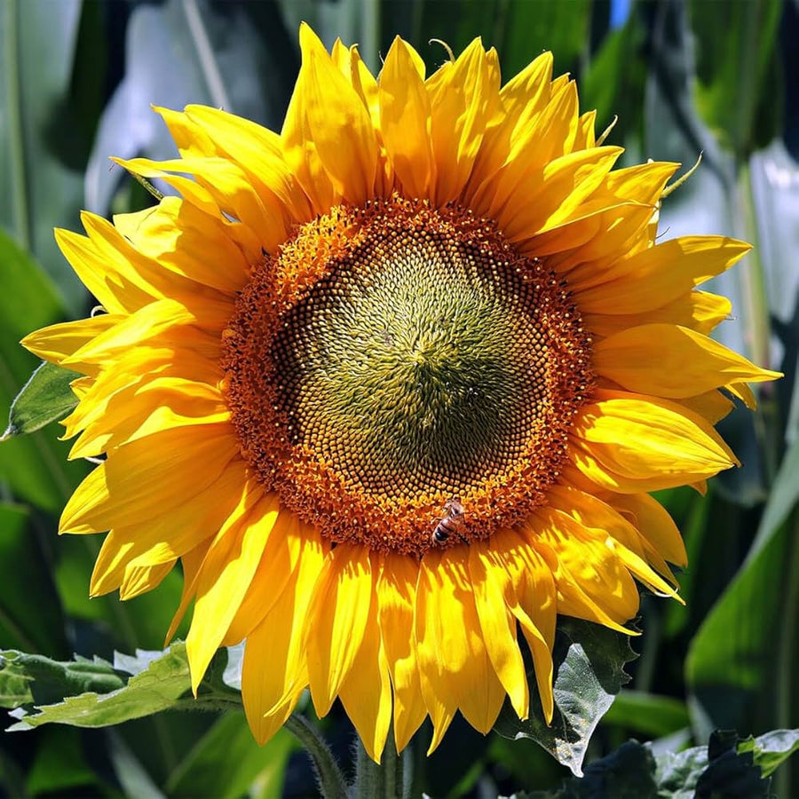 Sunflower Helianthus Annuus Flower Seeds for Planting – Great for Pollinator Gardens and Seasonal Blooms