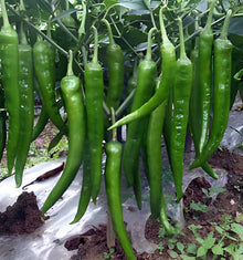 Sepia Snake Chile Seeds (Capsicum chinense) for seasonal color across the Home Garden
