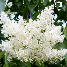 Japanese Lilac Tree Syringa Reticulata Seeds for growers establishing the Flower Urban Garden