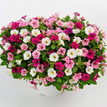 Petunia flower Seeds (Petunia hybrida) for colorful blooms in the home garden or patio planters