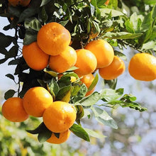 Citrus Gardens for planting in home garden.