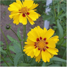 Largeflower Tickseed Wildflower Seeds grown for bright, Cheerful Flowers