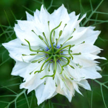 White Love-in-a-Mist Seeds (Nigella damascena) for growers filling out the Cottage Flower Bed