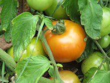 Golden Queen Tomato Seeds (Solanum lycopersicum) for a reliable harvest in the large, golden tomatoes in backyard gardens
