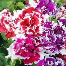 Petunia Petunia Hybrida Double Petals Seeds for colorful blooms in the Hanging Garden Borders