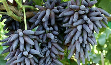 Finger Grape Seeds (Vitis vinifera) for sweet homegrown fruit in the Garden & Vegetable Patch