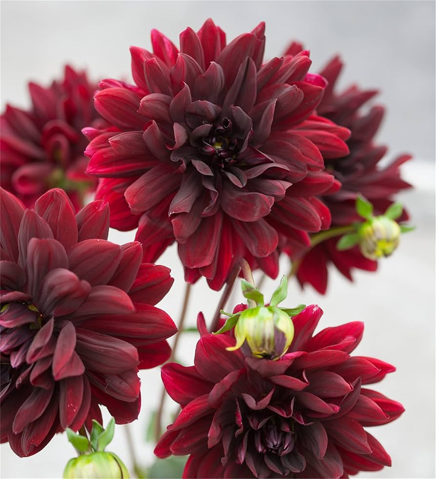 Dahlia Flower ��������� Dahlia spp. ��������� for planting in light red garden