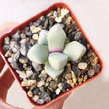 Lapidaria Margaretae Seeds (Lapidaria margaretae) for low-maintenance growing in the succulent gardens and rock gardens