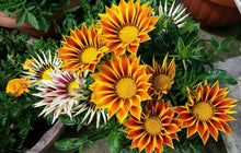 Gazania Seeds (Gazania rigens) for a bright addition to the flower bed vegetable patch