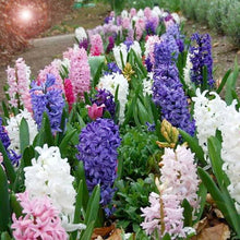 Hyacinthus orientalis seeds ��������� fragrant flowering bulbs for planting in garden beds or pots