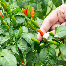 Capsicum Chili Pepper Plant Seeds