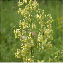 Lila Meadow Rue Seeds (Thalictrum dioicum) for colorful blooms in the native wildflower garden