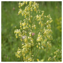 Lila Meadow Rue Seeds (Thalictrum dioicum) for colorful blooms in the native wildflower garden