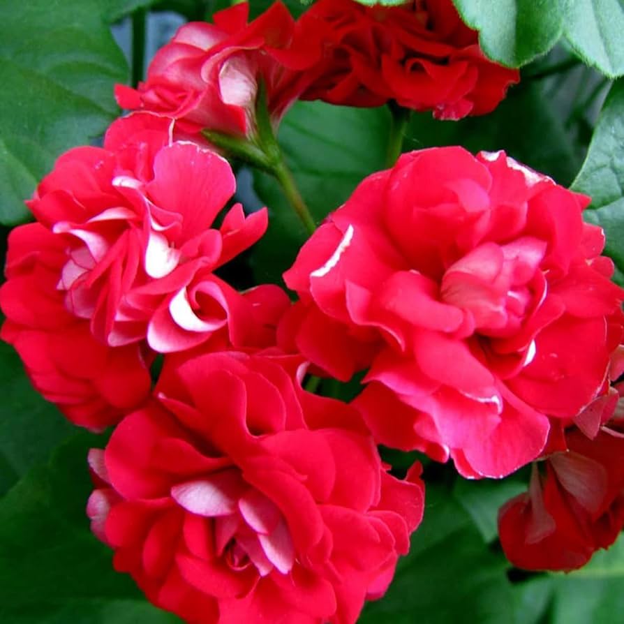Impatiens Double Royal Flush Red Picotee flower seeds for vivid shade blooms